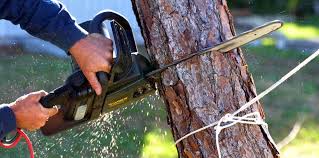 How Our Tree Care Process Works  in  Fort Washakie, WY