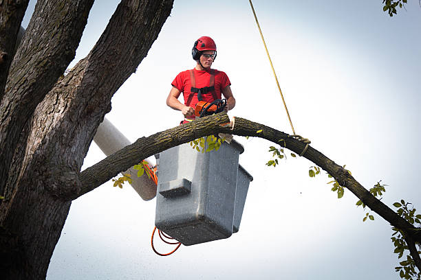 Professional  Tree Services in Fort Washakie, WY