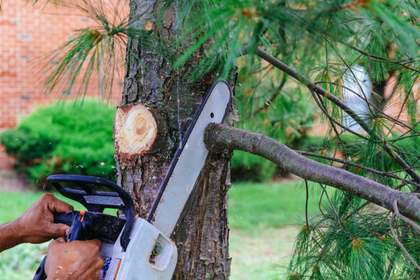 Best Tree Maintenance Programs  in Fort Washakie, WY